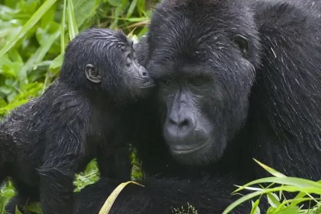 3-tägige Gorilla-Trekking-Tour in Uganda mit Batwa-Erlebnis