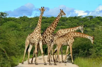 2-Tage Safari: Tarangire & Ngorongoro Krater ab Arusha