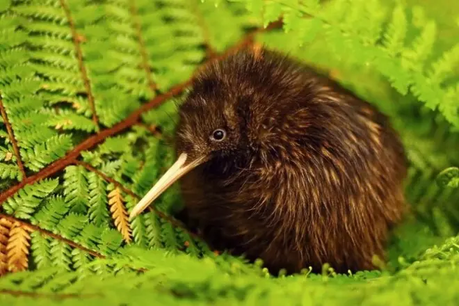 Observation du kiwi dans la baie des îles depuis Paihia le matin