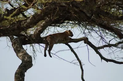 Safari Tanzanie : Serengeti, Ngorongoro et lac Manyara