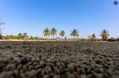 Madikeri : Découvrez une plantation de café avec un agriculteur local