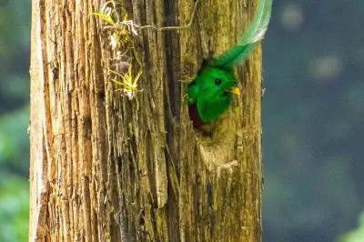 Observação do quetzal no Rey Tepepul: Caminhada guiada com traslado