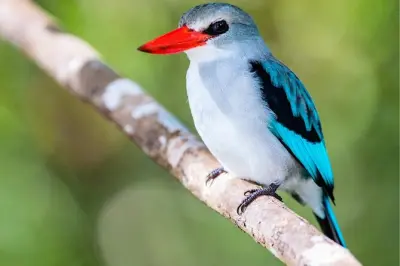 Safari privato nel parco nazionale di Maputo con servizio prelievo