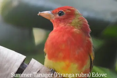 Monteverde Birdwatching Tour: 500+ Species with Expert Guide