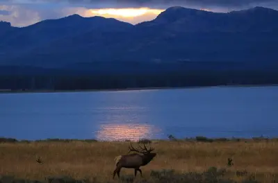 Yellowstone Sunset Safari: Private Wildtier-Tour