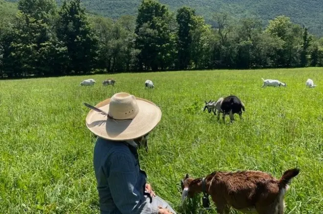 Conduzione di capre cashmere nei Catskills: Guida un gregge