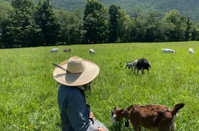 Ziegenhüten in den Catskills: Eine Kaschmirherde führen