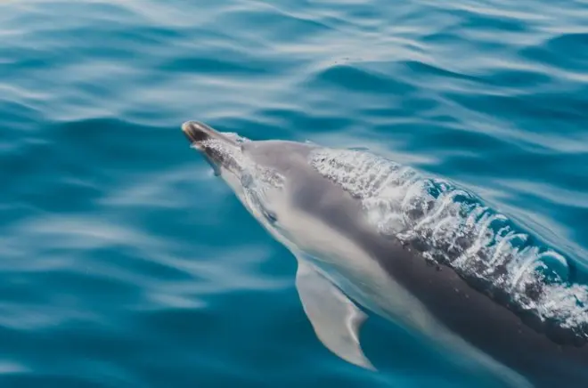 Newquay safari in gommone RIB: Avvistamento di foche e delfini