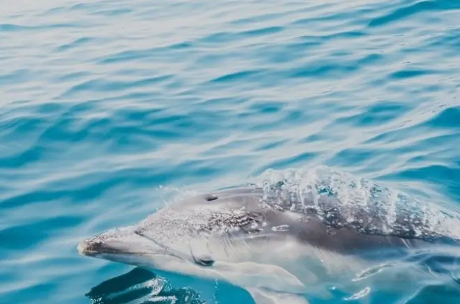 Sea safari in RIB da Newquay: Avvista foche e delfini