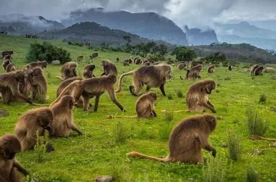 Simien-Gebirge Trek: Gelada-Paviane & Steilklippen