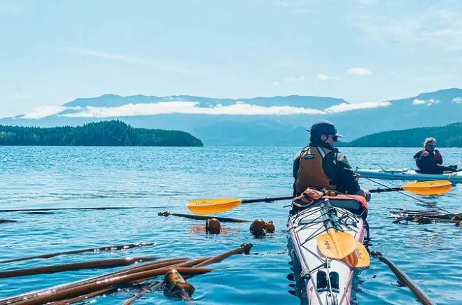 Kayak en Vancouver Island: Día completo en Johnstone Strait