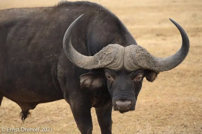 Safari nocturno en Schotia: Ver el Big 5 de noche
