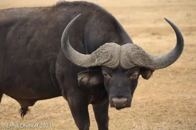 Safari nocturno en Schotia: Ver el Big 5 de noche