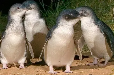Visite privée Phillip Island : Parade des manchots au crépuscule