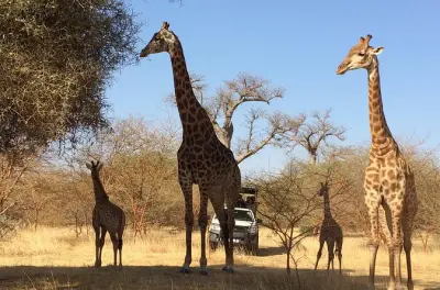 Bandia Wildlife Reserve private safari tour from Dakar