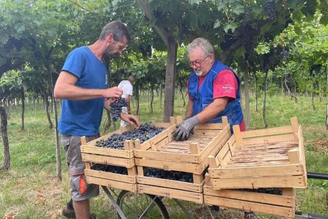 Degustação de vinho Amarone em Verona: 1 vinícola com almoço