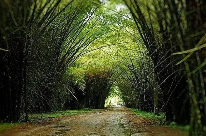 Lancetilla Botanischer Garten: 200 Vogelarten entdecken