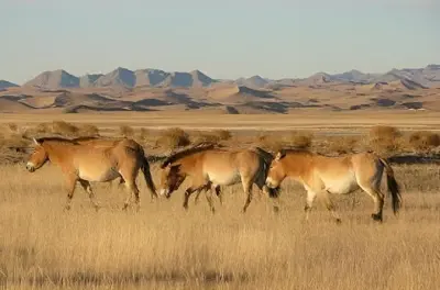 Khustai & Terelj Parks Tour: Wild Horses & Nomadic Life