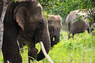 Privatsafari im Kumana Nationalpark mit Abholung