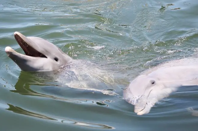 Avistamiento privado de delfines y aves al atardecer en Savannah