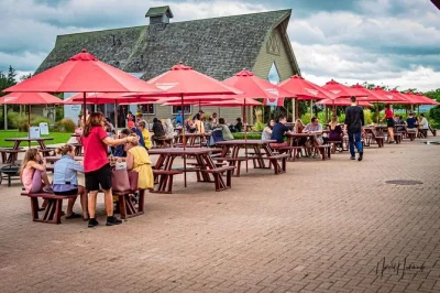 Visite privée sur mesure des vins, bières et spiritueux des chutes du niagara. prise en charge flexible, guide local, jusqu’à 5 vignobles ou brasseries. réservez l’aventure dégustation de vot