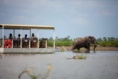 Fly from zanzibar for a selous game reserve safari. spot elephants, lions, wild dogs & more on a full-day guided game drive. includes lunch & flights.