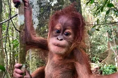 3-day orangutans adventure in Gunung Leuser: Jungle trek