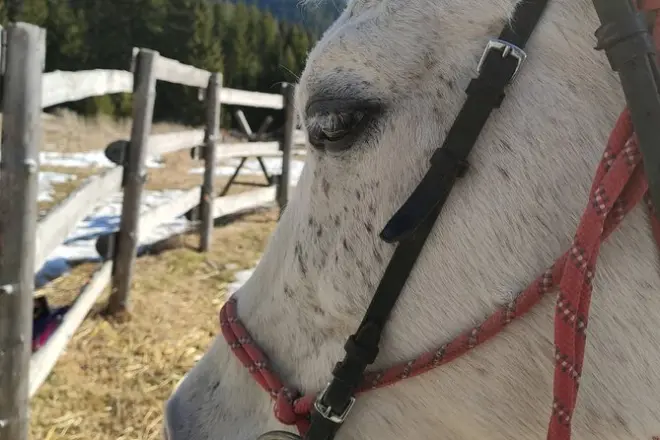 Equitazione nella valle delle rose: Cavalieri esperti