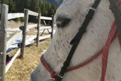 Horseback riding in the Valley of Roses: Advanced riders