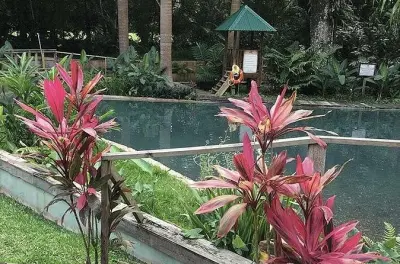 Tour privado às cachoeiras YS e safari no rio Black em Montego Bay