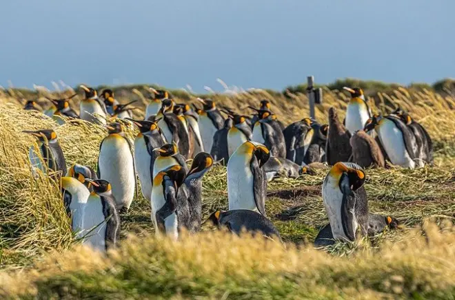 Tierra del Fuego e parco dei pinguini reali da Punta Arenas