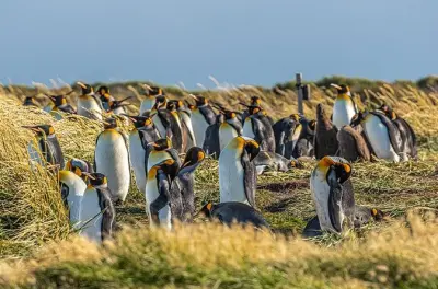Tierra del Fuego & Königspinguin-Park ab Punta Arenas