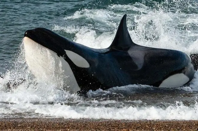 Avistaje privado de ballenas y lobos marinos en Península Valdés