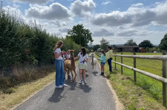 Experiencia privada de paseo con alpacas en Poulshot