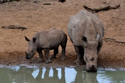 Experience wildlife at tala game reserve near durban with a local guide. spot giraffes, rhinos, and birds, enjoy a riverside picnic, and includes pickup.