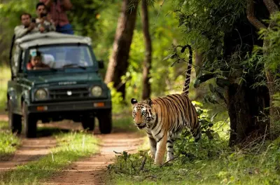 Safari dans la jungle de Chitwan : 4 jours faune et culture Tharu
