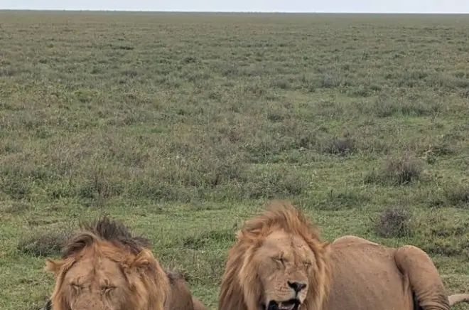 Safari en Serengeti 4 días: Guía privado y acceso en vuelo