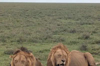Serengeti Safari 4-Day: Private Guide & Fly-In Access