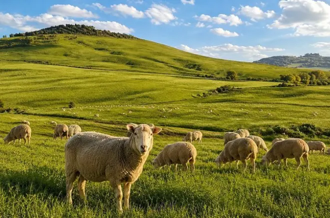 Fattoria di pecore, pecorino e birra artigianale vicino a Pienza