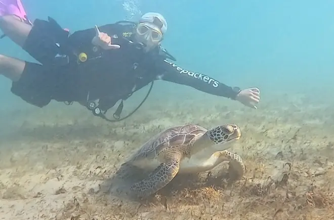 Scuba Diving in West Palm Beach: Beginner-Friendly with Video
