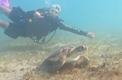 Scuba Diving in West Palm Beach: Beginner-Friendly with Video