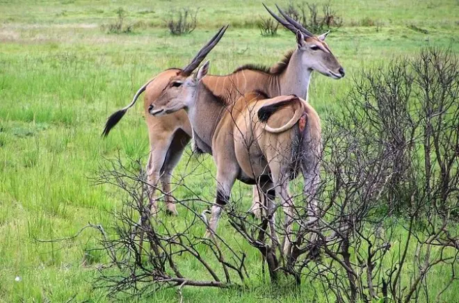 Safari d'une journée au parc national de Selous avec vols