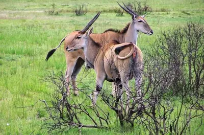 Safari d'une journée au parc national de Selous avec vols