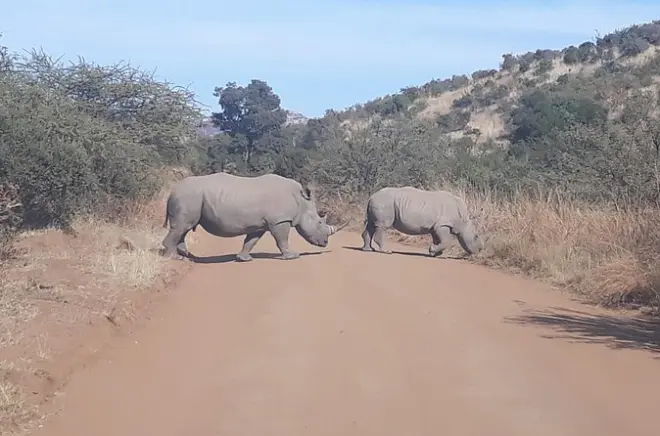 Pilanesberg Nationalpark Big Five Safari: Ganztägige Tour