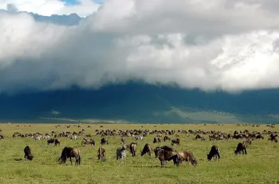 Safari 3 jours depuis Arusha : Tarangire, lac Manyara, Ngorongoro