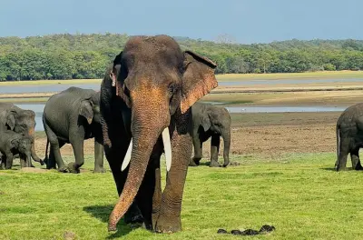 Safari privato in jeep nel parco nazionale di Minneriya