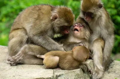 Singes des neiges à Jigokudani et brasserie privée à Nagano