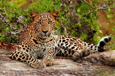 Experience yala national park on a private safari from galle, unawatuna, or mirissa. includes hotel pickup, expert wildlife tracker, and refreshments.