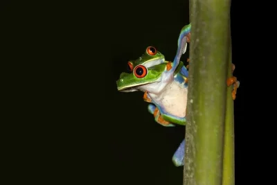 Découvrez la forêt tropicale de la fortuna la nuit avec un guide local pour observer la faune nocturne. lanternes, snacks et eau inclus. réservez votre aventure !