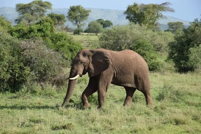 Safari au Serengeti depuis Mwanza : Observation des animaux en 11h